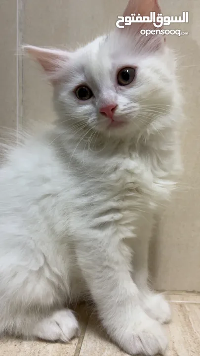 برتش مكس شيرازي