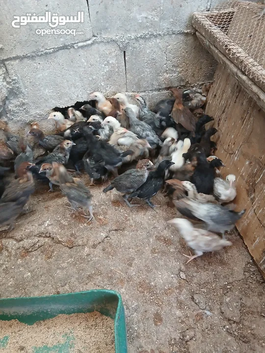 فرخات عمر شهر ونص مطعمات جاهزات سراحات صحه وعافيه ولله الحمد