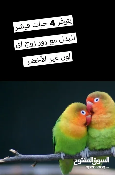 فيشر 4 للبدل ب روز