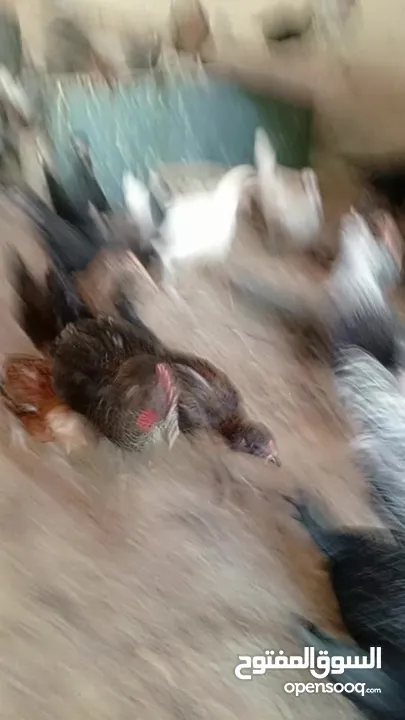 فراخ بلدي عمر شهرين واسبوع مطعمات جميع التطعيمات صحه ونظافة وحجم