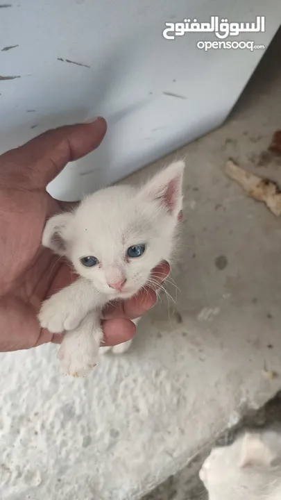 kitten 1month aged