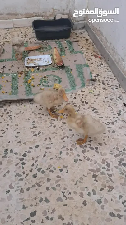 بط للبيع عدد 2 عمر شهرين