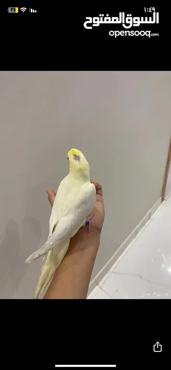 كروان لاتينو