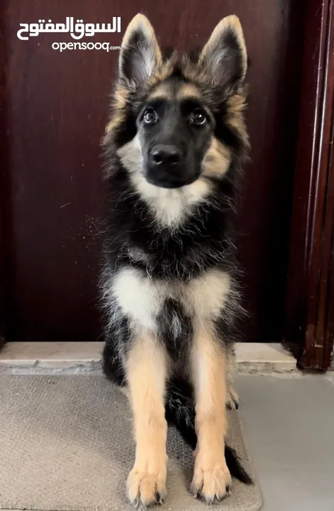 German shepherd female puppy