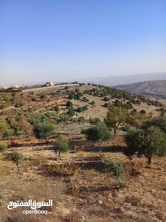 قطعة مزروعة بالكامل مخدومة