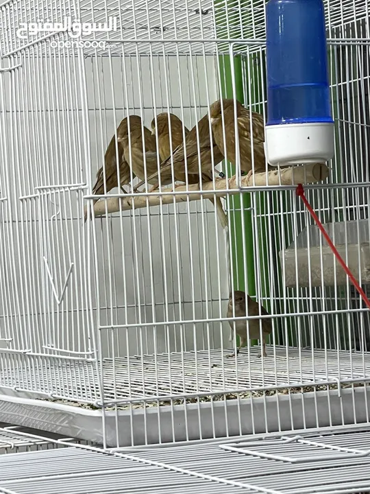 يوجد طيور كناري مميزة وجميلة في الخليل