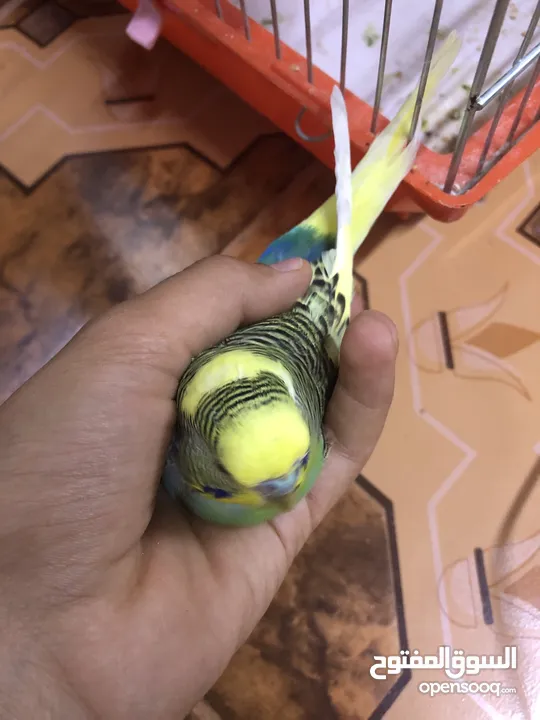فحل حب شبه الف سعر مغري جدااا