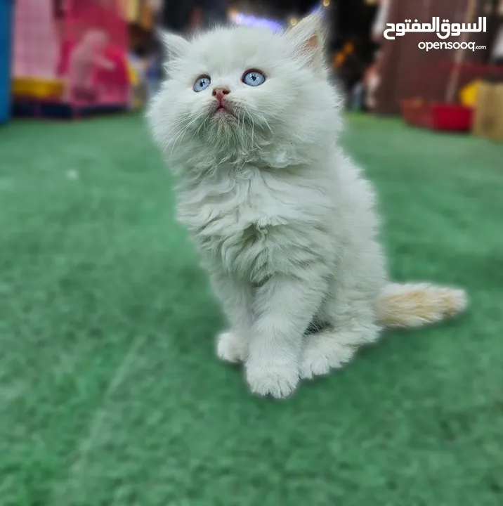 همالايا اقرا الوصف