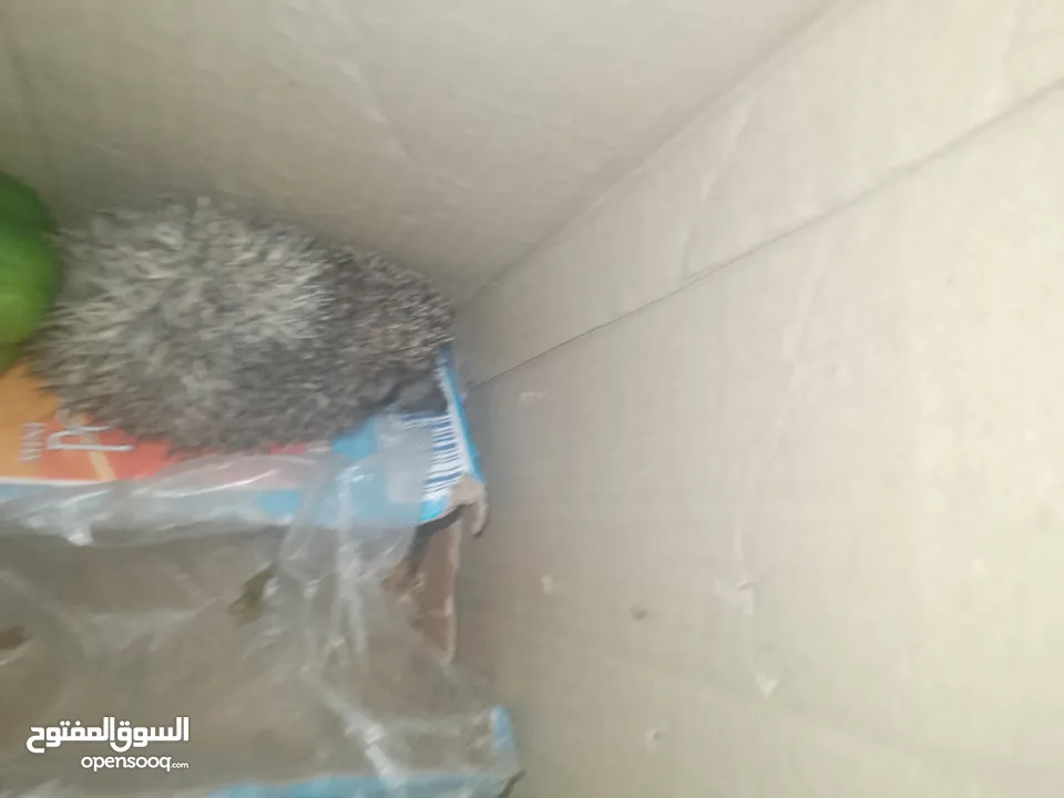 قنفذ للبيع في عمان لاردن