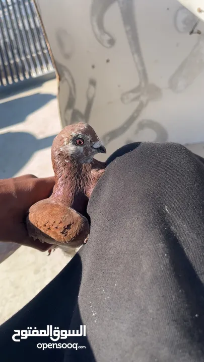 حمام للبيع السبب ال اعتزال سعر حرق