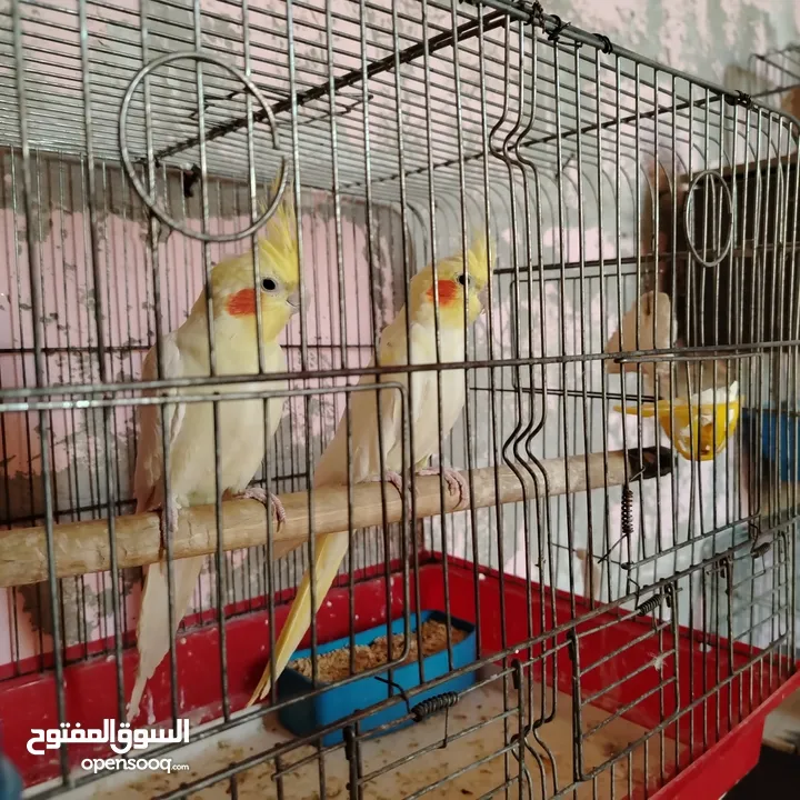 جوز كوكتيل لاتينو