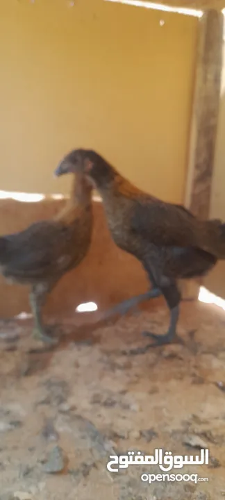 فراخ بلدي للبيع