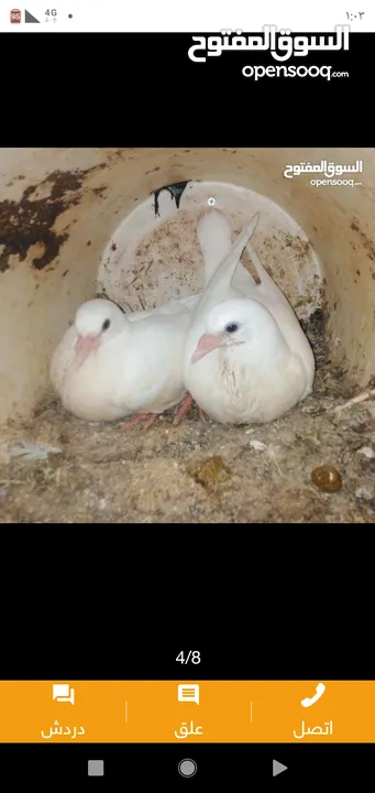 زغاليل طازجه جاهزه للطبخ الجوز 2.50 من الآخر مهما كانت الكميه