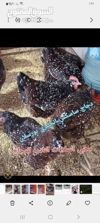 جاج زينه لبرجيني ساسكس