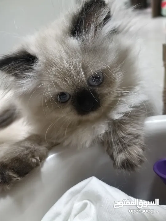 Charming 3Month Old Point - Color Ragdoll Kitten: A Fluffy Bundle of Joy Seeking Its Forever Home