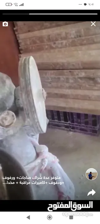 عجانة بحتلة ممتازة بأتساع 3 شولات ونص