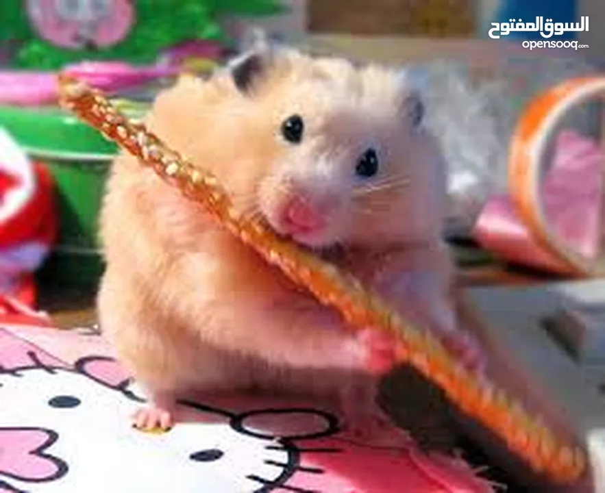 هامستر همستر همتارو  HAMSTER  كراميل مع قفص