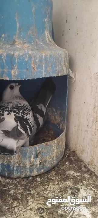 حمام مشكل عند صورهن