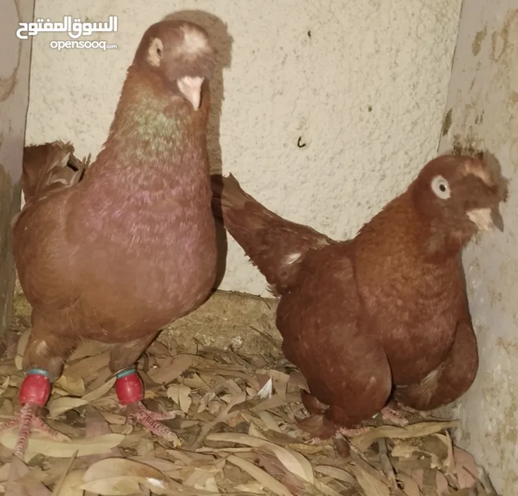 حمام جواز بصلات على نبي الحبه ب دينارين واغلبو تحتيو فراخ وبيض