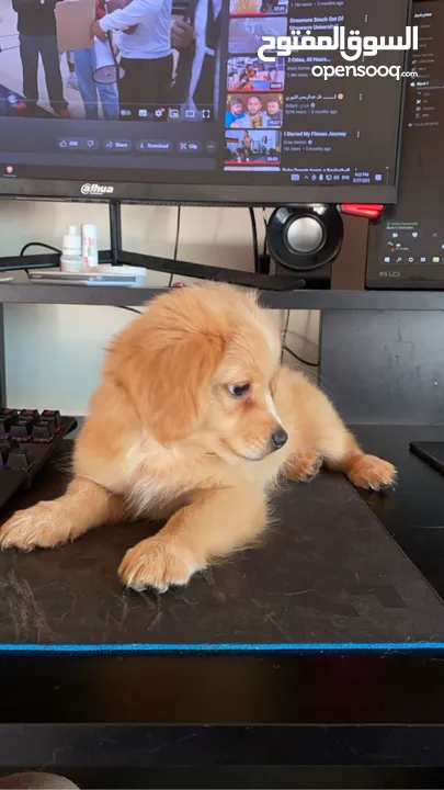 Pure Mini Golden Retriever Puppy for Sale – 2 Months Old (Male)  بيور كلب ميني جولدن ريتريفر للبيع