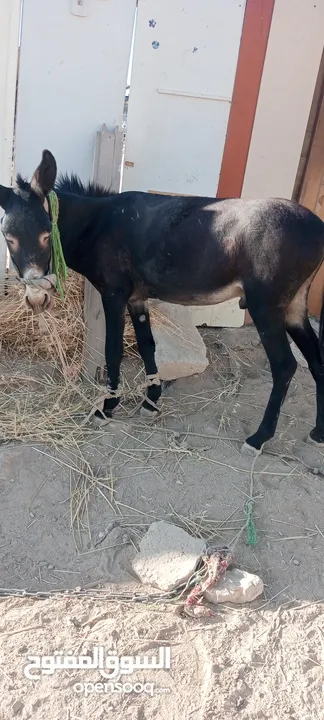 حمار  حراث كفاله ركوب من مجاميعو