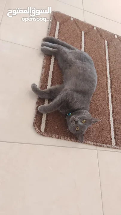 قطه للبيع  عمرها خمس اشهر   نوعه برتش  أليف جدا  ولونه gray