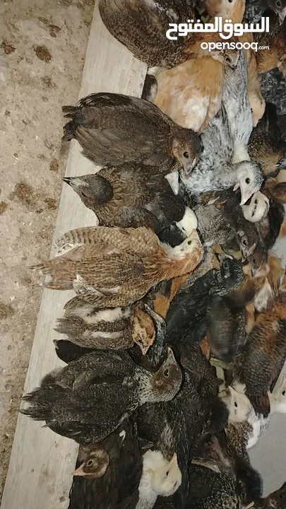 صوص لوهمان وبلدي