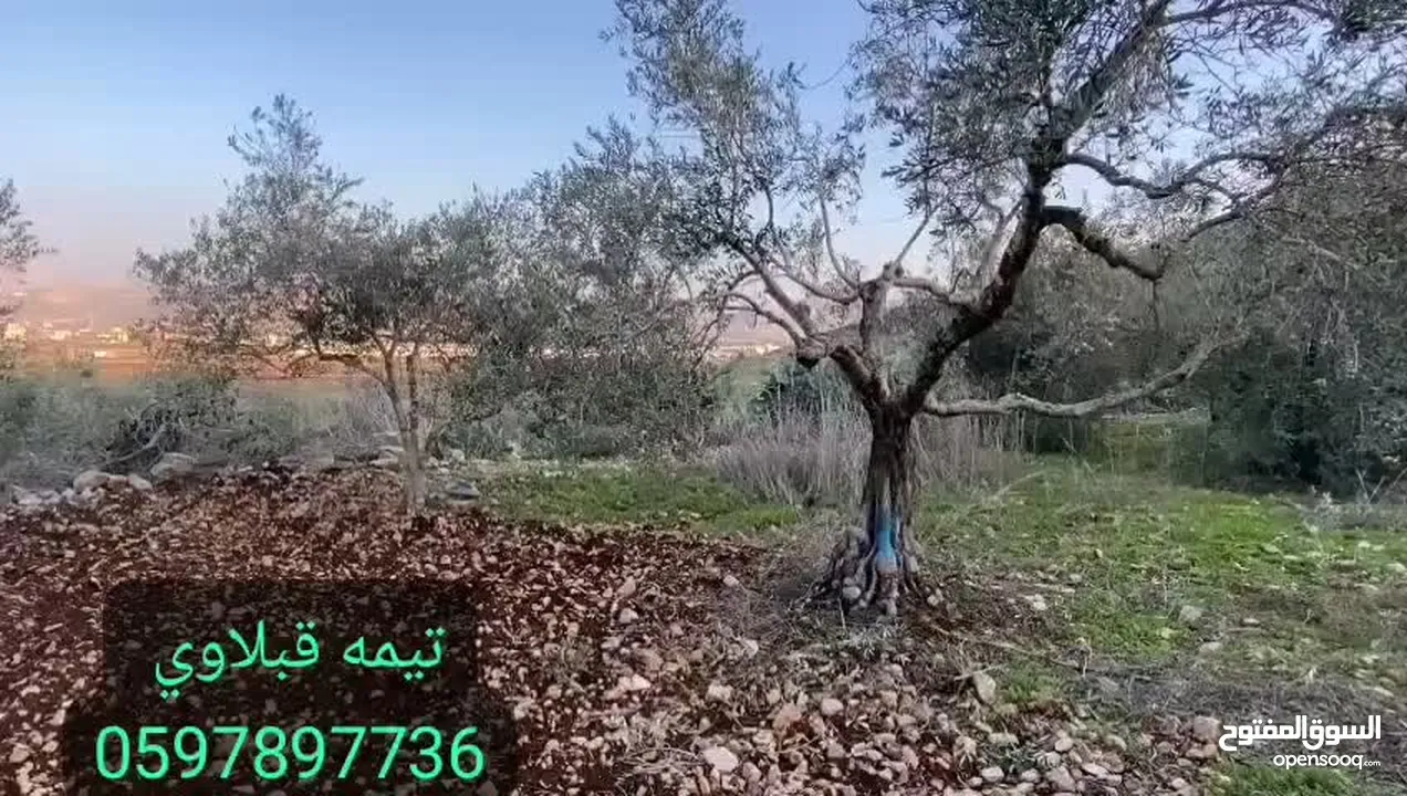 قطعة ارض للبيع في محافظة جنين الرامة...700متر مربع سهلية تصلح لجميع الاغراض والمشاريع وصالحة للبناء