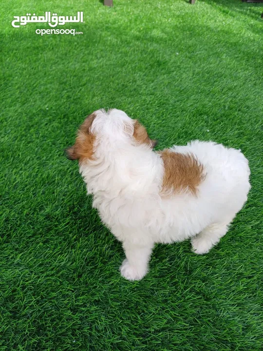 MALTEPOO PUPPY 2 MONTHS WITH PASSPORT AND VACCINATION.