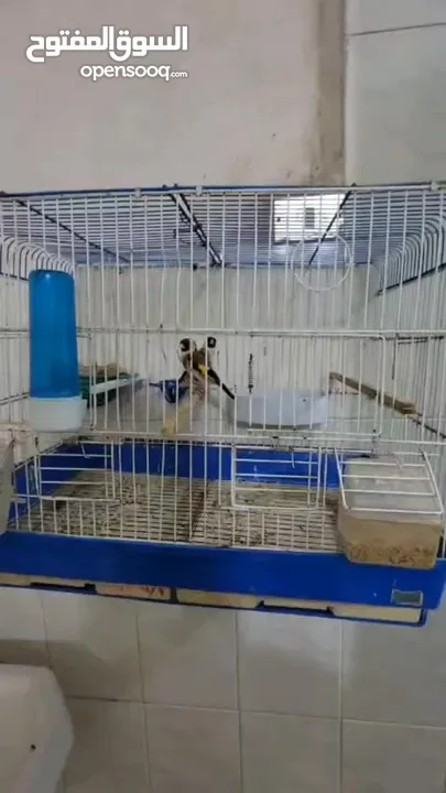 للبدل جوز حسون مستوى اول منتج +  ببغاء كساندرا ذكر فحل اليف متكلم حجم دبل دبل دبل جامبو صحه ونضافه