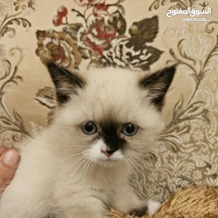 قطط راغدول مكس سكوتش