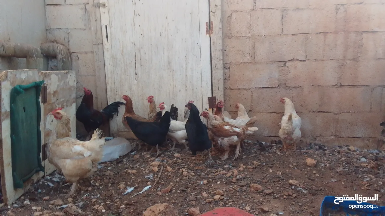 11 جاجه وديك نخب النخب