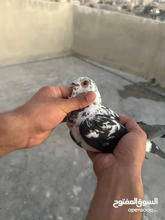 تنظيف سطح جوزين بسعر حرق
