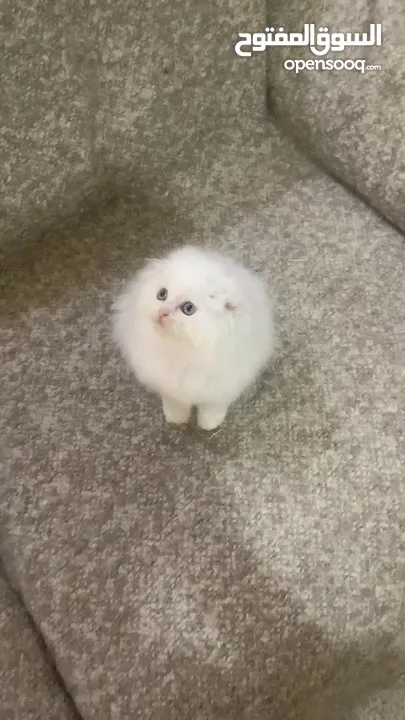 Scottish fold long hair