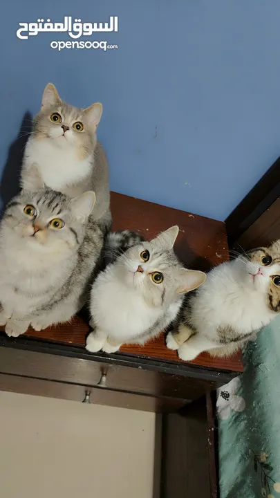 Available kittens for sale high quality breed Cats (Silver British breed & Scottish straight breed.)