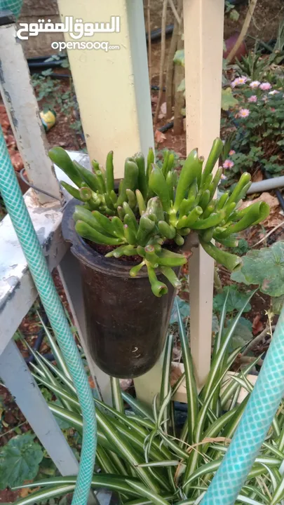 الواحة الخضراء  اعمال تقليم زراعة وعناية وترتيب حول المنزل