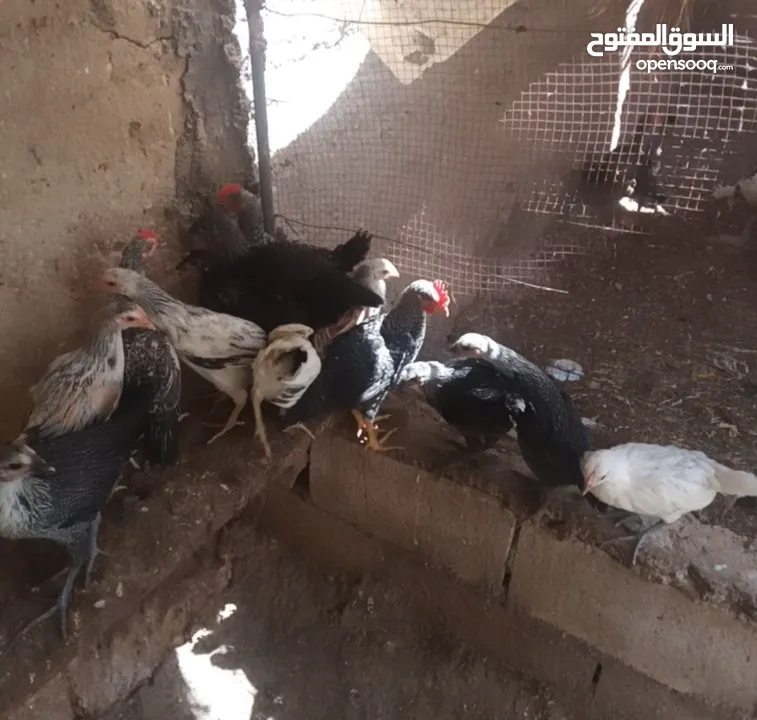 صوصان دجاج عمر شهرين 14 منهن 3ديوك منهن 6 فيومي