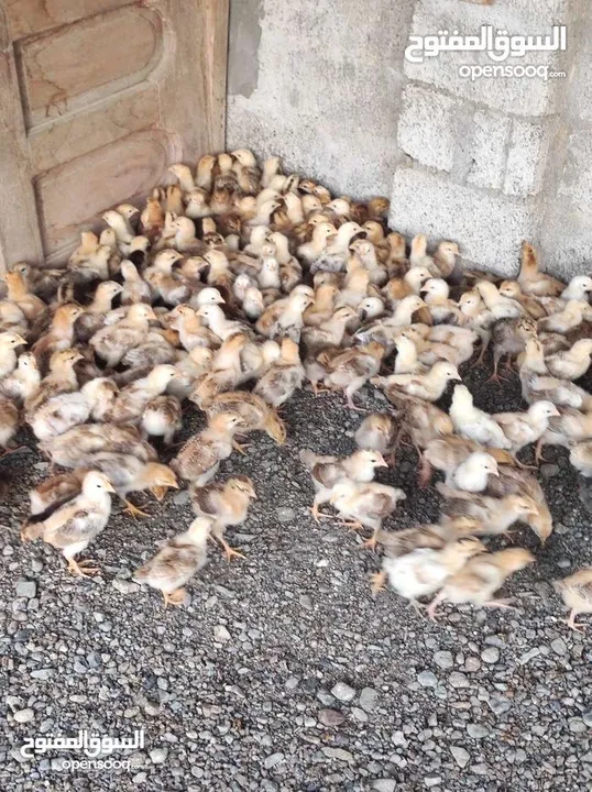 دجاج عماني فرنسي  عمر شهر تم تلقي التحصينات السعر  0.4 بيسه