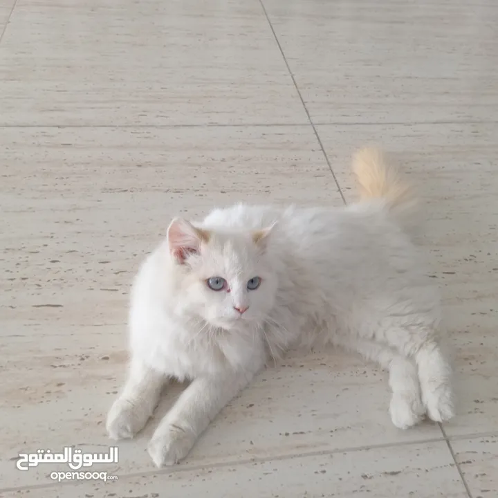 قط سيامي أراني ذكر (اقرأ كامل وصفة في الاسفل) او بدل على ايفون 11 عادي او آيفون x