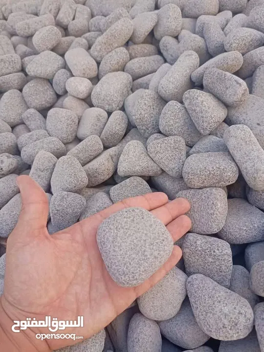 نجيل طبيعي ونجيل ديكوندرا