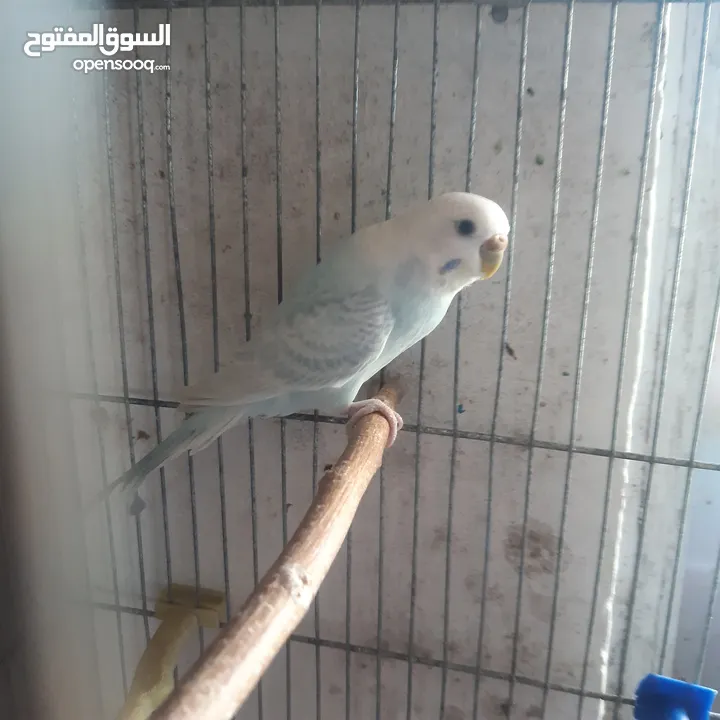 طيور حب للبيع سعر الجوز 15دينار مع قفص والمعالفه وبياضاه . طيور حب انجليزي