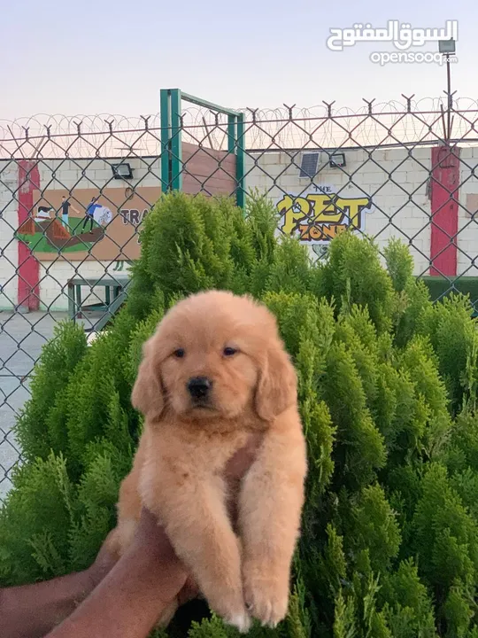 جولدن ريتريفر golden retriever