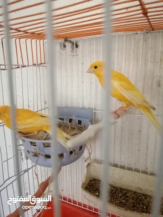 موجود فنجز تقريبا 10 جواز  وكنار  جوزين جوز لون كرزي وجوز لون جزري غامق كل جوز مع قفص 3معالف للبيع