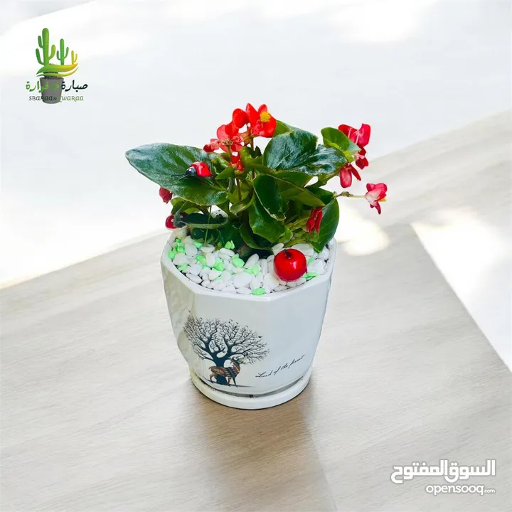 توزيعات للمناسبات والهدايا  وقواوير زينة داخل المنزل