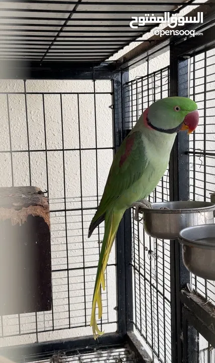 Alexandrian breedingParrot