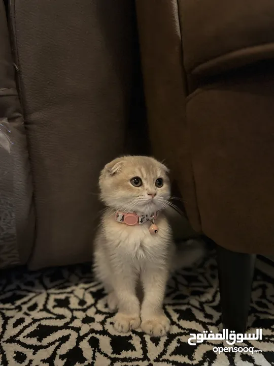 SCOTTISH FOLD MALE KITTEN