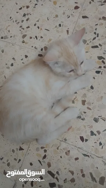 بسھ لونھا اشقر من بسھ شيرازي