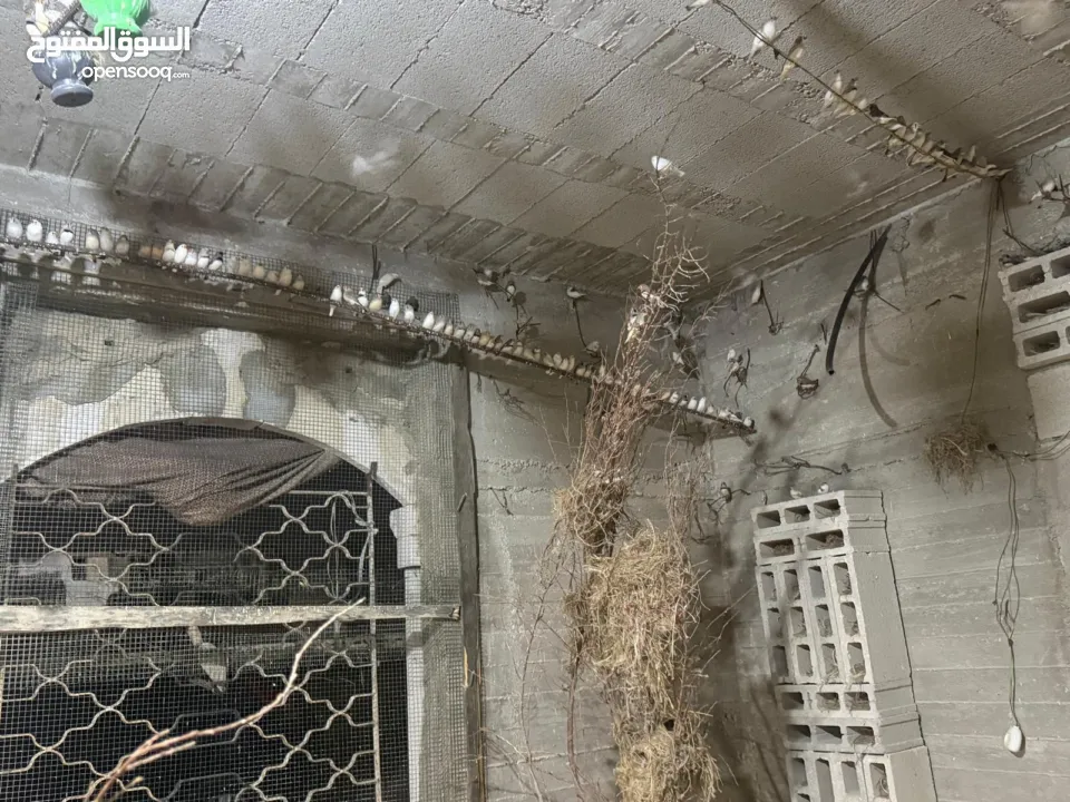 يوجد لدي مزرعة طائر فنك(زيبرا) للبيع مزرعه كامله 300جوز....جوز ع