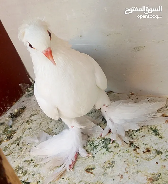 حمام للبيع