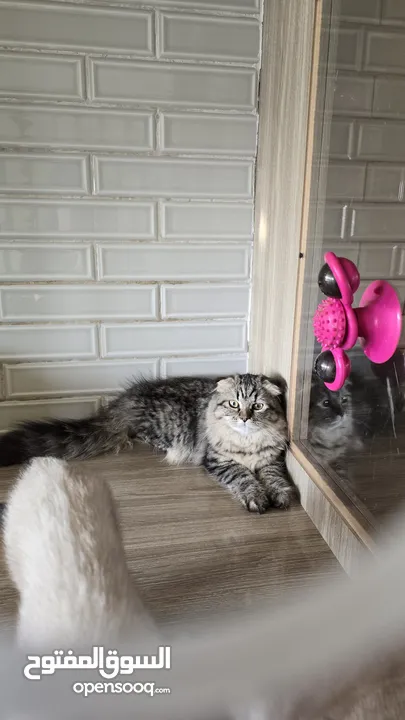 Scottish fold  kitten 3 month old